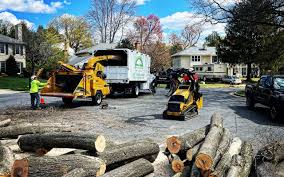 How Our Tree Care Process Works  in  North Redington Beach, FL