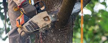 Professional Tree Services in North Redington Beach, FL